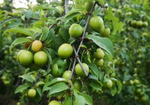 青梅到底是什么水果？我们吃的话梅是它做的吗？青梅的吃法有哪些