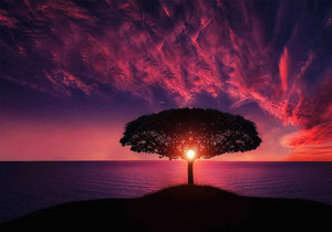 一只鸡的尊严,看完后恍然大悟