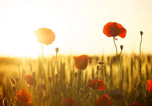 善待父母,是一个人最大的福报