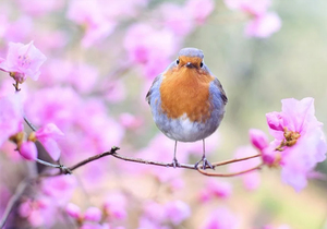 人生最好的状态:随和,随缘,随心