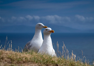 说话要软,做事要硬,做人要稳