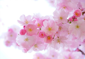 人性的漏洞(深度好文)