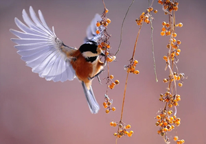 原来,这就是 “乌鸦定律”(百读不厌)