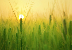 养出懂得感恩的孩子,是家庭最高级的炫富