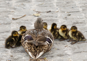 一位母亲的教子金句,价值万金!(父母必读)