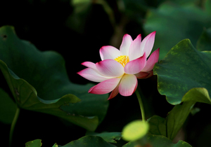 一条大鱼临死前一幕,看哭无数人