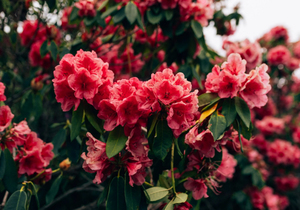 没有规矩的家庭,比贫穷更可怕