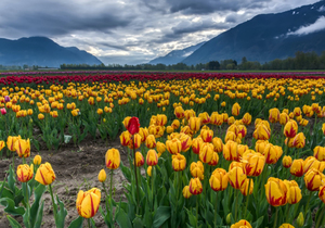 一个人对亲人暴躁,对外人和气,原因竟是......