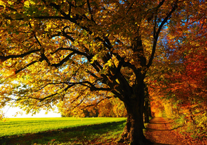 女人最伟大的资本是教养,而不是漂亮