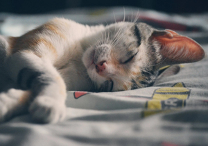 人可以精,但不能阴