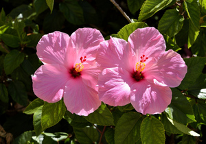 让你永不发脾气的三个字!