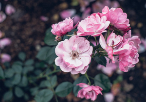 德,才是最好的风水