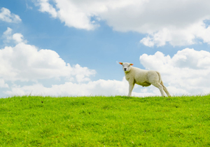 人的好运从哪里来？