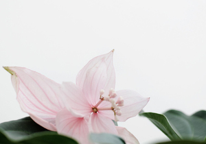 不见此文,终身遗憾