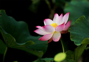 一个人停止内耗,从三次放下开始