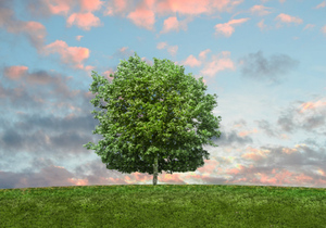 520,致我最爱的人