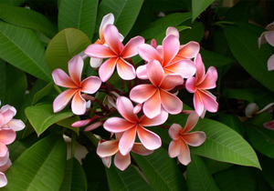 人有三顺,一顺则百顺