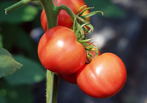 西红柿的做法