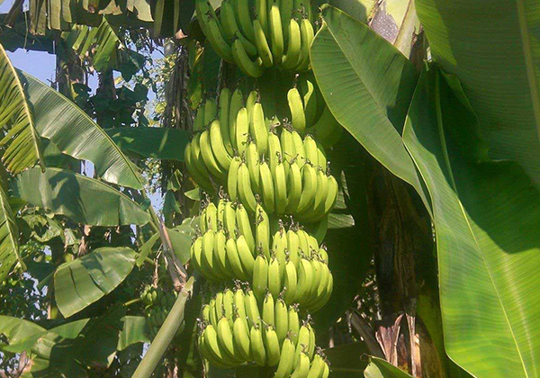 香蕉树上的香蕉
